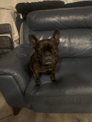 Reunited Male Dog last seen 5th Ave and 70th, Los Angeles, CA 90043