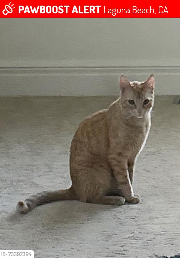 Lost Male Cat last seen Wendt Terrace, Laguna Beach, CA 92651
