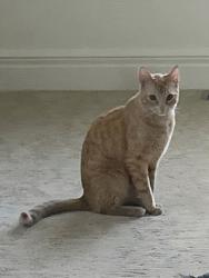Lost Male Cat last seen Wendt Terrace, Laguna Beach, CA 92651