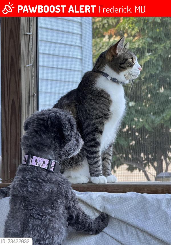 Lost Male Cat last seen Near Allington Manor Cir E, Frederick, MD 21703