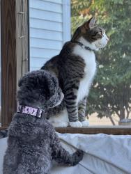 Lost Male Cat last seen Near Allington Manor Cir E, Frederick, MD 21703