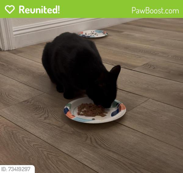 Reunited Male Cat last seen Verde vista and Bucklin Pl, Thousand Oaks, CA 91360