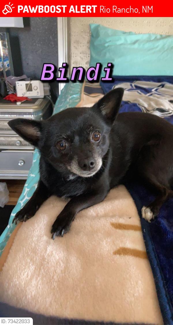 Lost Female Dog last seen Soothing meadows and willpit, Rio Rancho, NM 87144