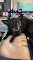 Lost Female Dog last seen Soothing meadows and willpit, Rio Rancho, NM 87144