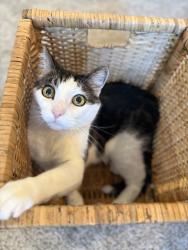 Lost Male Cat last seen Buffalo and Blue Diamond, Las Vegas, NV 89113