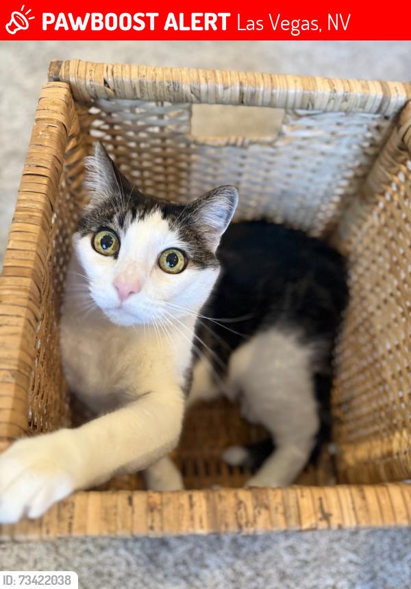 Lost Male Cat last seen Buffalo and Blue Diamond, Las Vegas, NV 89113