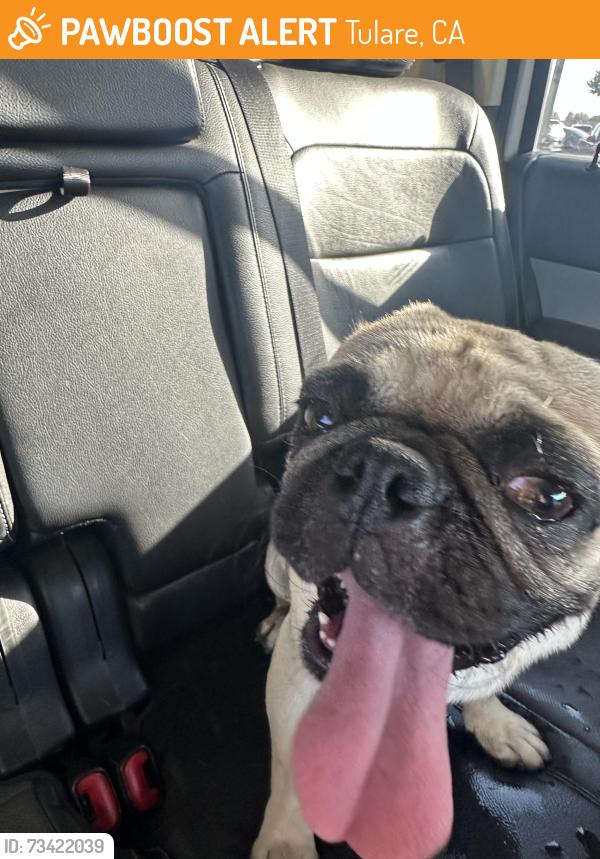 Found/Stray Male Dog last seen West and Tulare, Tulare, CA 93274