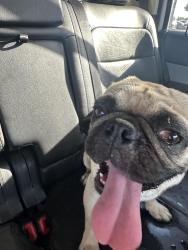 Found/Stray Male Dog last seen West and Tulare, Tulare, CA 93274