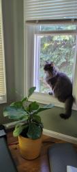 Lost Female Cat last seen Bowles and Simms, Littleton, CO 80127