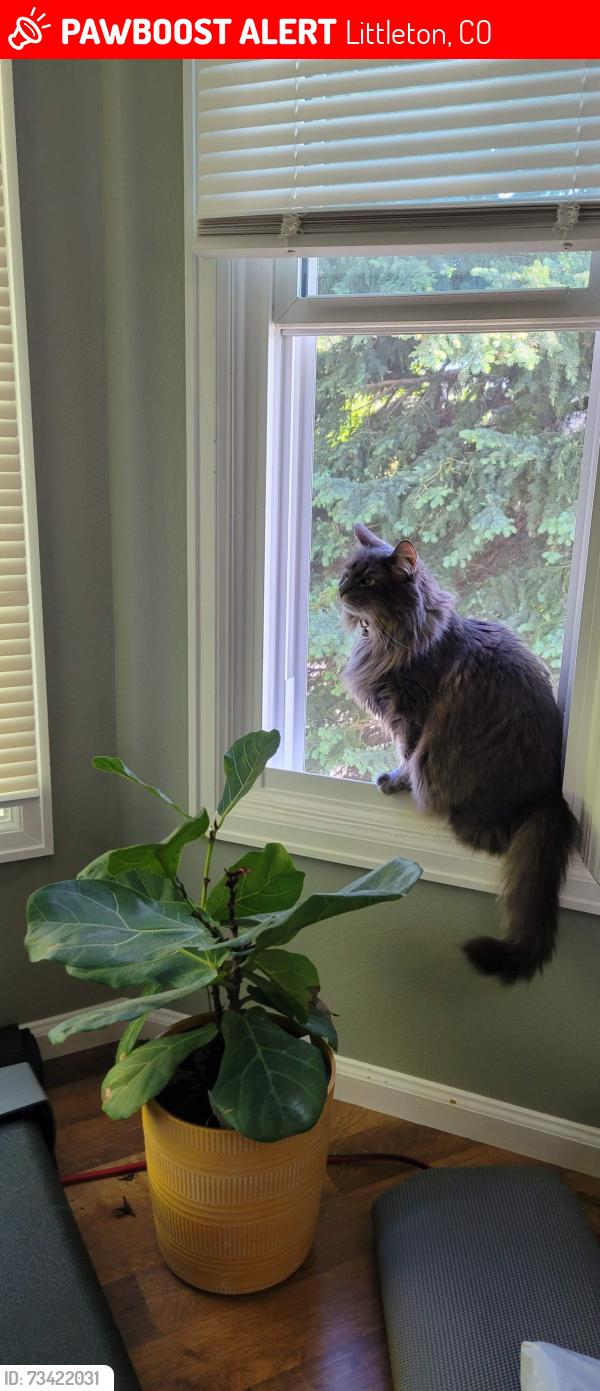 Lost Female Cat last seen Bowles and Simms, Littleton, CO 80127