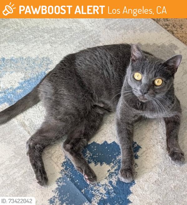 Found/Stray Female Cat last seen 28th and Central, Los Angeles, CA 90011