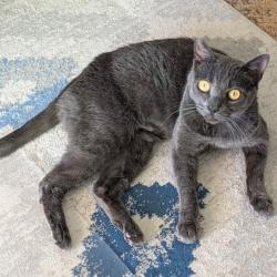 Found/Stray Female Cat last seen 28th and Central, Los Angeles, CA 90011
