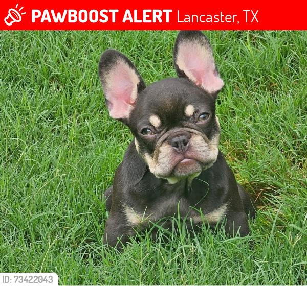 Lost Female Dog last seen Rising crest and bumble bee, Lancaster, TX 75146