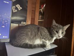 Lost Female Cat last seen S Talman Ave & W 60th street near Taqueria Maravatio, Chicago, IL 60629