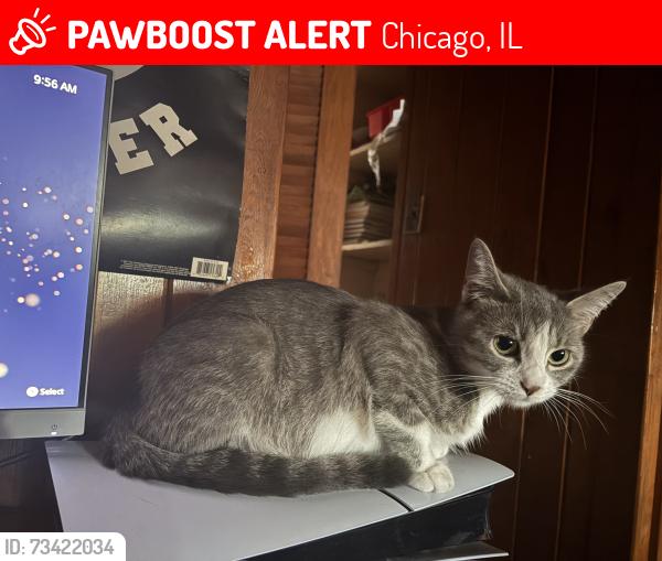 Lost Female Cat last seen S Talman Ave & W 60th street near Taqueria Maravatio, Chicago, IL 60629