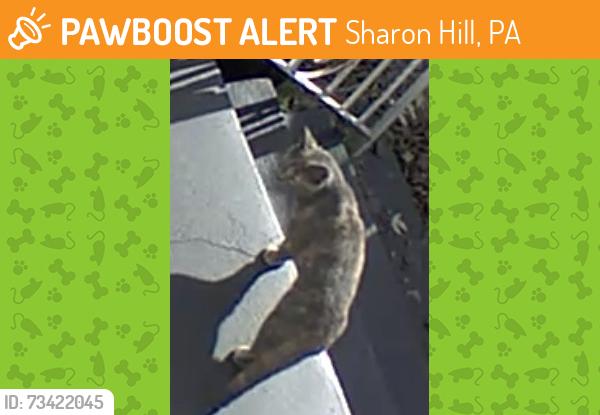 Found/Stray Unknown Cat last seen Calcon hook and hook road, Sharon Hill, PA 19079