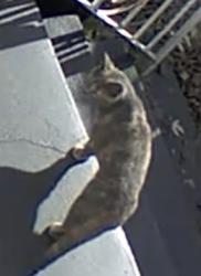 Found/Stray Unknown Cat last seen Calcon hook and hook road, Sharon Hill, PA 19079