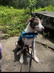 Reunited Female Dog last seen Near Oak Dr, Remlap, AL 35133, USA, Remlap, AL 35133