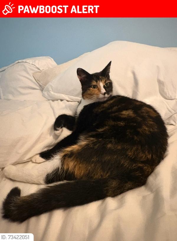 Lost Female Cat last seen Edwards and McFadden, Huntington Beach, CA 92647