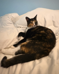 Lost Female Cat last seen Edwards and McFadden, Huntington Beach, CA 92647