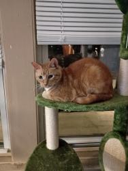Reunited Female Cat last seen 32nd and Green, Chicago, IL 60608