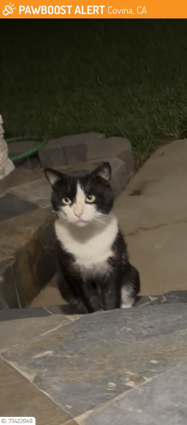 Found/Stray Male Cat last seen Cypress & Hollenbeck, Covina, CA 91723