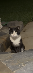 Found/Stray Male Cat last seen Cypress & Hollenbeck, Covina, CA 91723