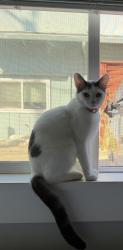 Reunited Female Cat last seen Stephen rd, Aptos, CA 95003