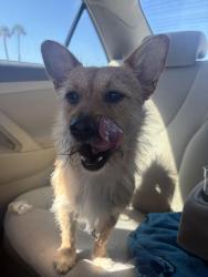 Reunited Male Dog last seen Inglewood, Inglewood, CA 90301