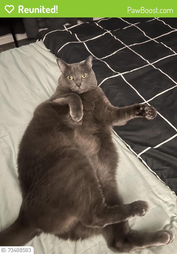 Reunited Male Cat last seen Near Alexandria Dr, Oxon Hill, MD 20745, USA, Oxon Hill, MD 20745