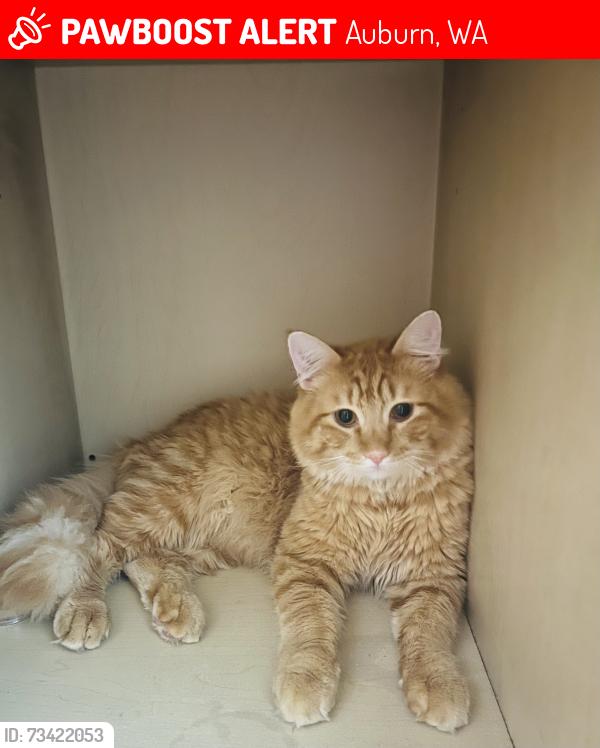 Lost Male Cat last seen Copper Gate apmt buildings in Auburn, Auburn, WA 98002