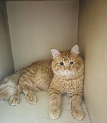 Lost Male Cat last seen Copper Gate apmt buildings in Auburn, Auburn, WA 98002