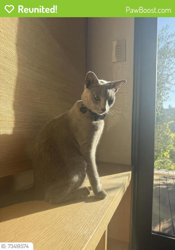 Reunited Male Cat last seen Laurel Canyon - Carmar Drive/Allenwood, Los Angeles, CA 90046