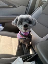 Lost Female Dog last seen Astor ave and counts ave, Commerce, CA 90040