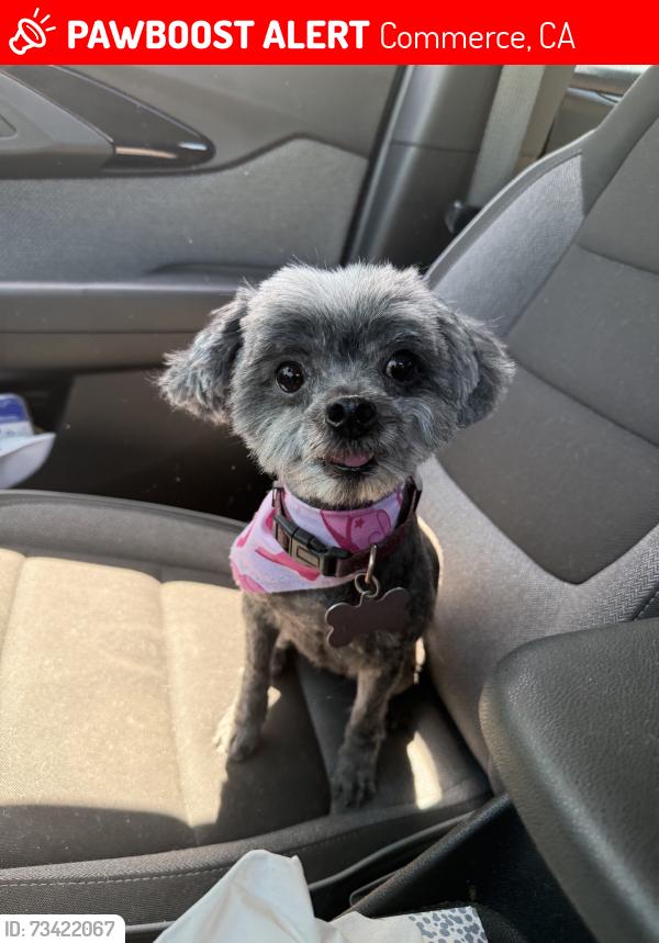 Lost Female Dog last seen Astor ave and counts ave, Commerce, CA 90040