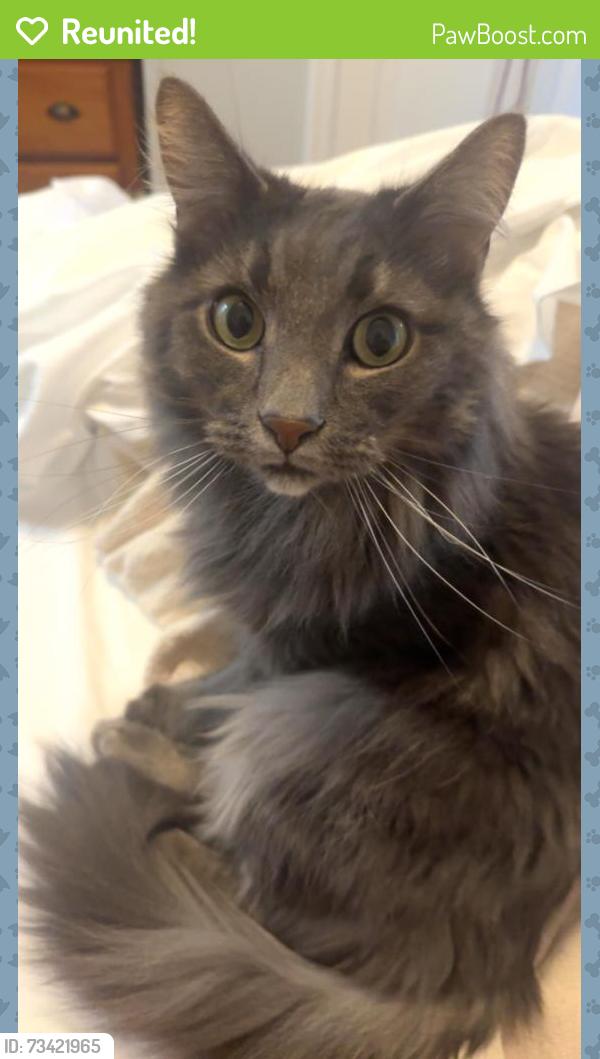Reunited Male Cat last seen Dickerson Pl, Morganville, NJ 07751, USA, Marlboro Township, NJ 07751