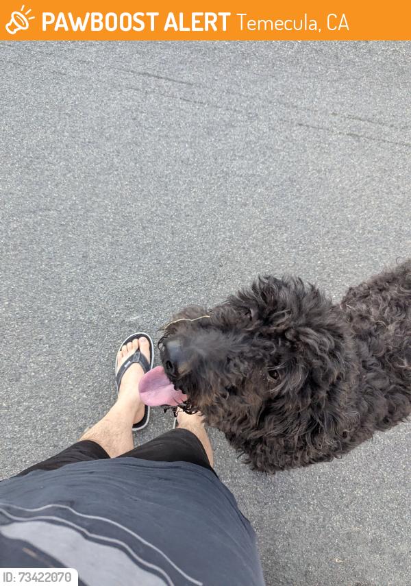 Found/Stray Male Dog last seen Via saltio, Temecula, CA 92592