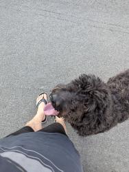 Found/Stray Male Dog last seen Via saltio, Temecula, CA 92592