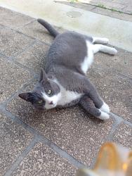 Found/Stray Male Cat last seen Godfrey st penshurst, Penshurst, England 