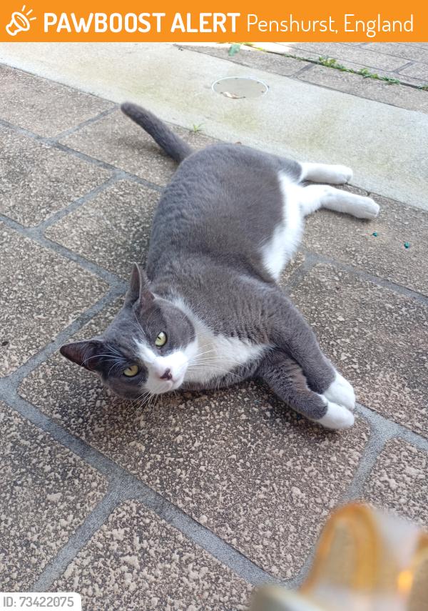 Found/Stray Male Cat last seen Godfrey st penshurst, Penshurst, England 