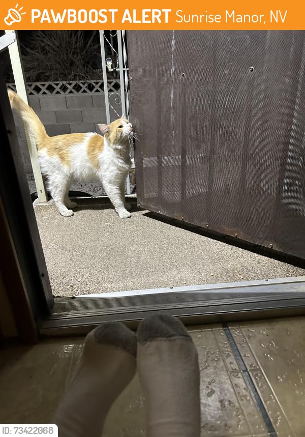 Found/Stray Male Cat last seen CabanaTwain, Sunrise Manor, NV 89122