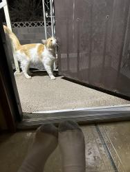 Found/Stray Male Cat last seen CabanaTwain, Sunrise Manor, NV 89122