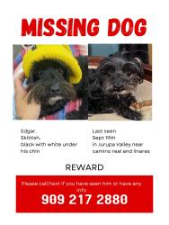 Lost Male Dog last seen Reagan and Jenifer, Riverside, CA 92509