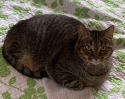 Reunited Male Cat last seen Old Franklinton Rd. and Olde Brassfield Dr., Franklinton, NC 27525