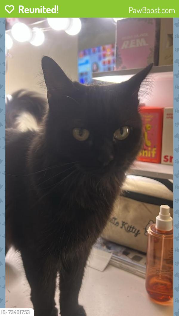 Reunited Female Cat last seen El molino st, Bloomington, CA 92316