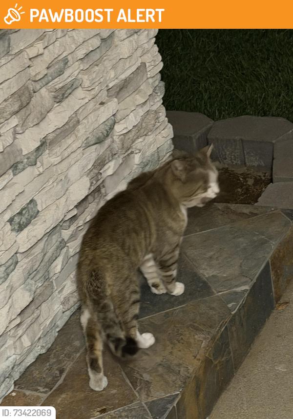 Found/Stray Male Cat last seen Cypress & Hollenbeck, Los Angeles County, CA 91722