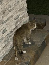 Found/Stray Male Cat last seen Cypress & Hollenbeck, Los Angeles County, CA 91722