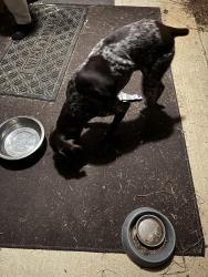 Found/Stray Male Dog last seen Carrol Cove, McCalla, AL 35111