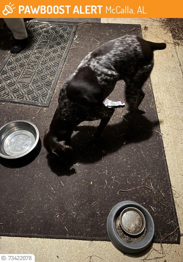 Found/Stray Male Dog last seen Carrol Cove, McCalla, AL 35111