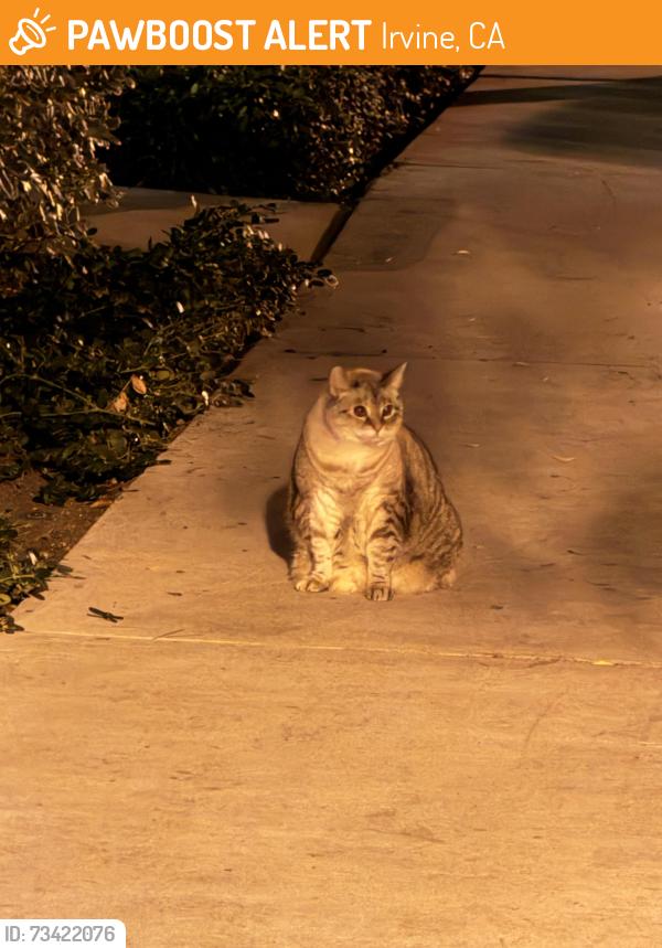Found/Stray Unknown Cat last seen Quail Ridge & Reunion, Irvine, CA 92603